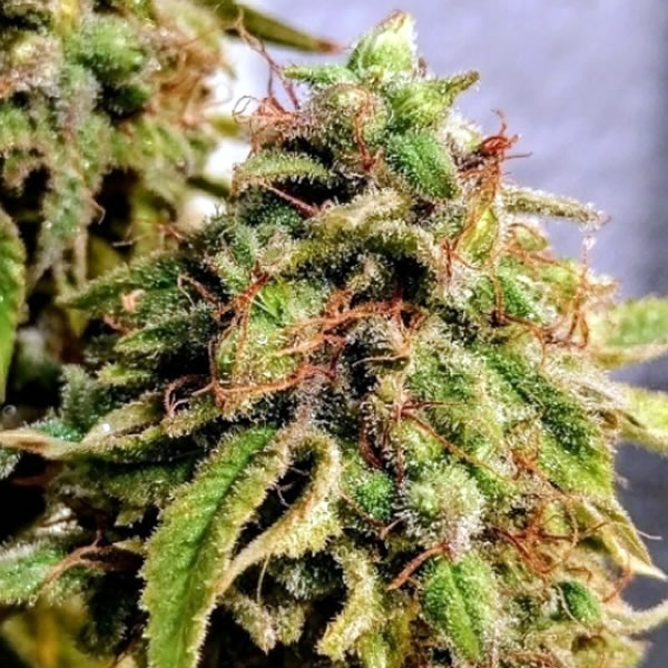 Guard Dawg Strain Take and bake • Cannabis culture and products shop